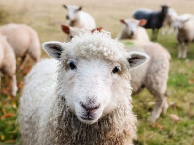 Farmland Law